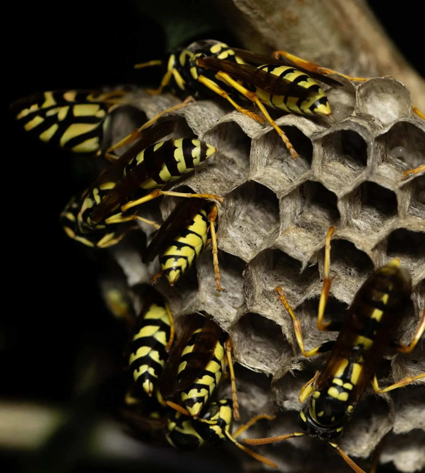 Professional pest control service